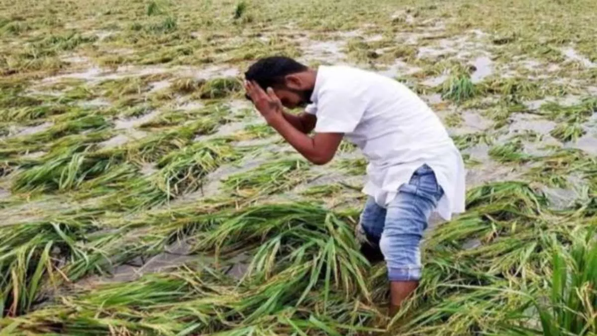 किसानों के लिए खुशखबरी: बारिश और ओलावृष्टि से खराब फसल को खरीदेगी सरकार