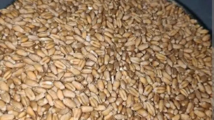 कठिया गेहूं को जीआई टैग मिलने से मिलेगी नई पहचान।