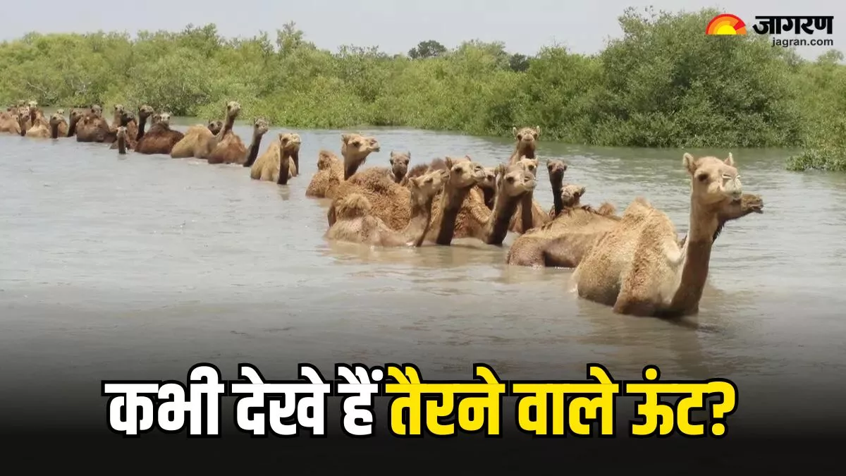 Kharai Camels: भारत में इस जगह पाए जाते हैं तैरने वाले ऊंट, खासियत जान आप भी रह जाएंगे हैरान