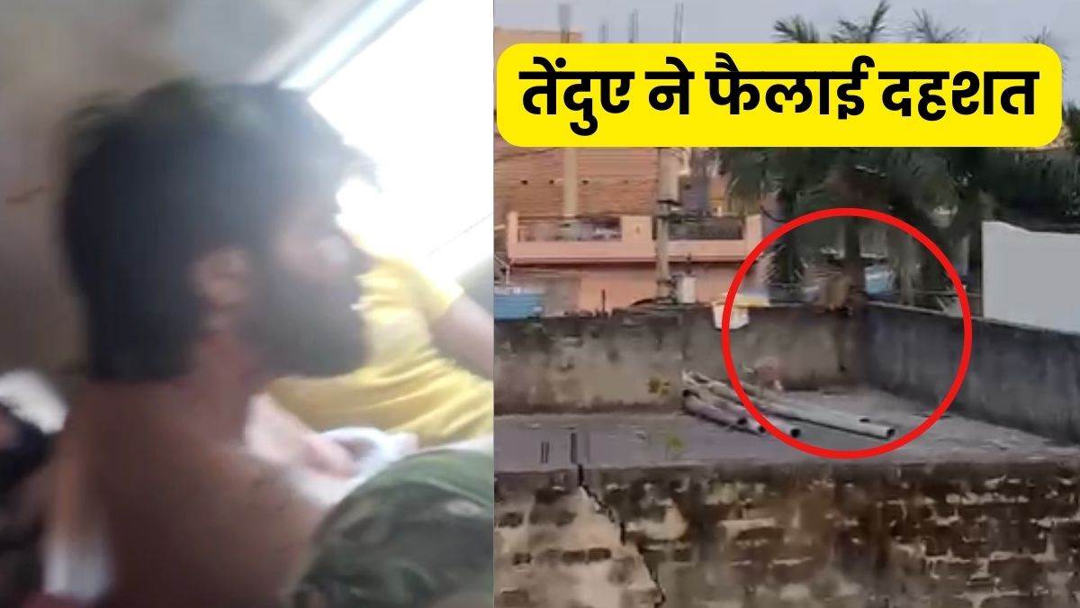 ncr leopard entered a residential area in delhi burari area video goes viral