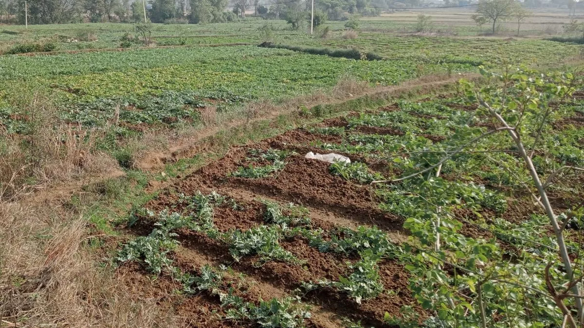 Jharkhand Farmers: सब्जी की खेती से चमकी किसानों की किस्मत! हो गए मालामाल; अब इलाके को बना दिया हब