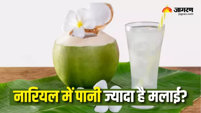Coconut Buying Tricks: नारियल में पानी भी है या भरी है सिर्फ मलाई? (Picture Courtesy: Freepik)