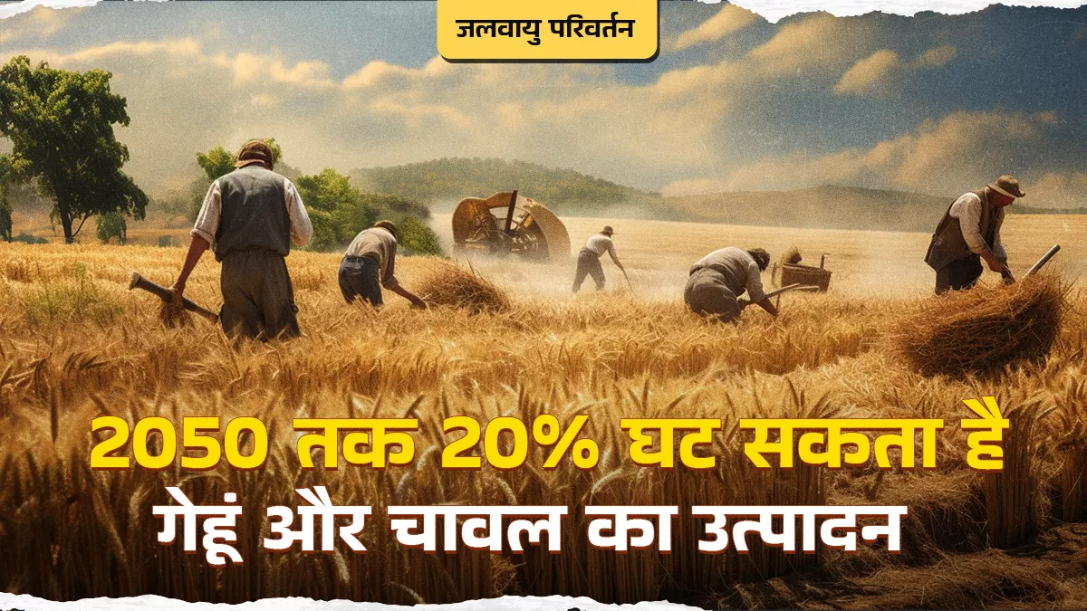 जलवायु परिवर्तन से गेहूं और चावल के उत्पादन में गिरावट का खतरा, सरकार ने हालात से निपटने को तैयार की रणनीति