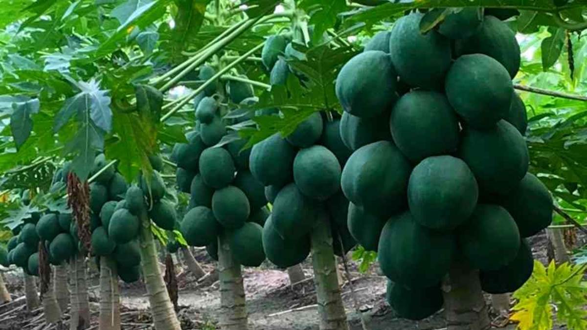 Papaya Farming वैज्ञानिक तरीके से करें पपीते की खेती तो एक बीघा में 5