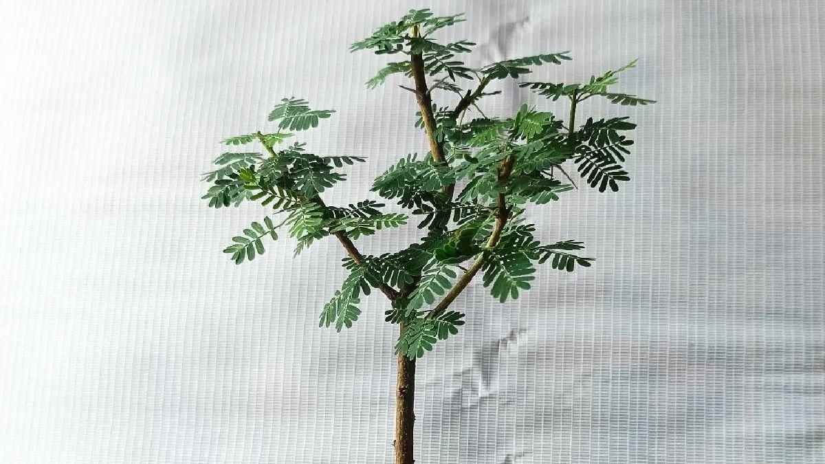 https://www.jagranimages.com/images/newimg/01052023/01_05_2023-shami_plant_23400259.jpg