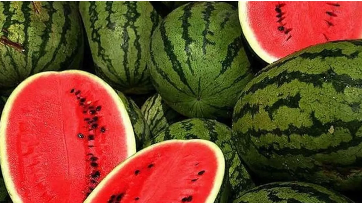 Watermelon Chemicals: सावधान! लाल तरबूज की मिठास में जहरीले केमिकल्स, ऐसे पहचानिए; सफेद-पीला पाउडर का खेला
