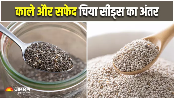 Black vs White Chia Seeds: क्या है अंतर और कौन-सा है ज्यादा सेहतमंद? (Image Source: Freepik)
