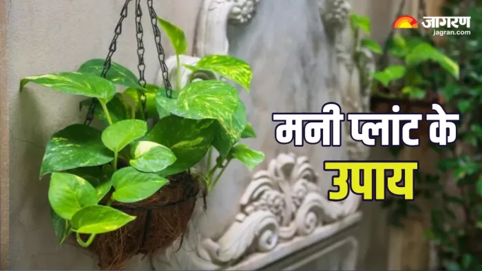 Money Plant Vastu Tips: मनी प्लांट के वास्तु उपाय।