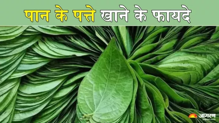 क्या आप जानते हैं पान के फायदे (Picture Credit- Freepik)