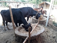 लॉकडॉन में 100 करोड़ का दूध व डेयरी का कारोबार प्रभावित