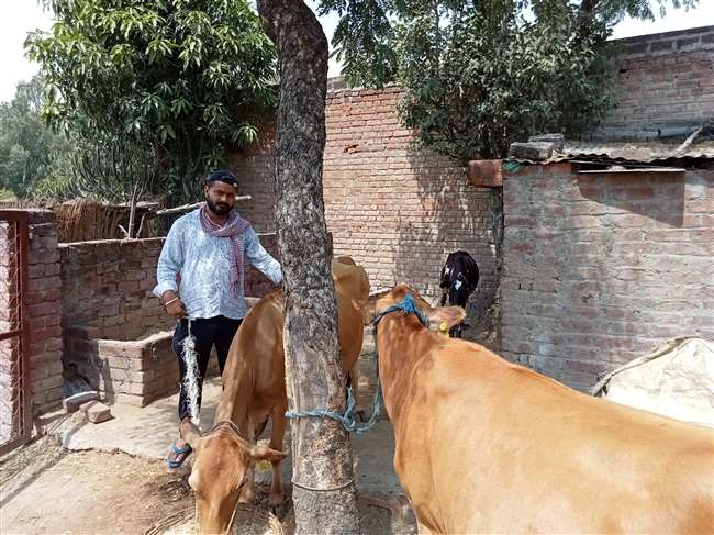 after lost job gurdev start dairy farm business and now selling 30 liter milk daily