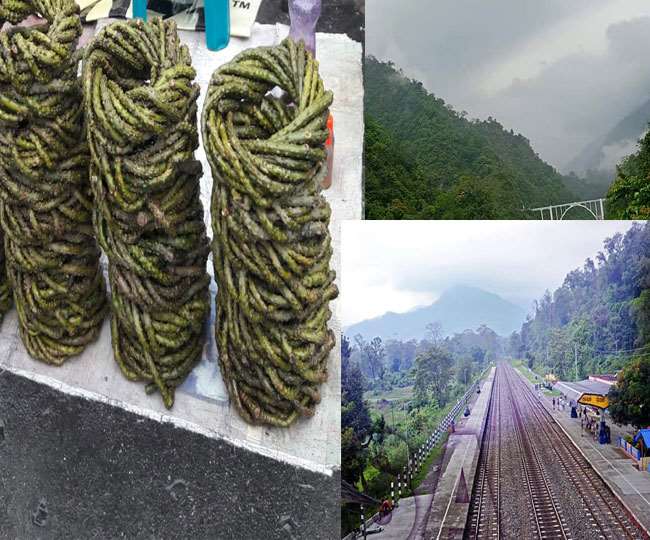 सिलीगुड़ी का गुलमा स्टेशन, सेवक का प्राकृतिक नजारा तथा बाजार में बिक रहे गिलोय
