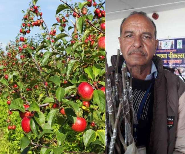 सेब के इस किस्म की खेती मणिपुर, जम्मू, हिमाचल प्रदेश के निचले इलाकों और तेलंगाना में शुरू की गई है।