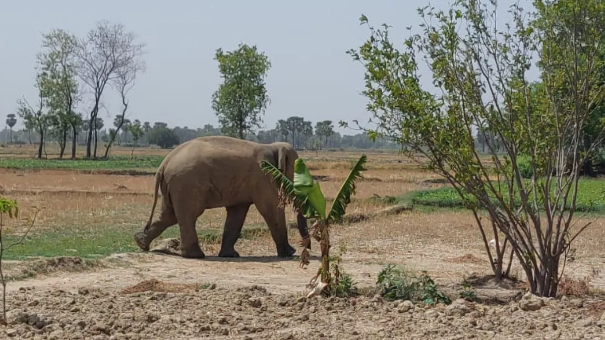 Bihar: किशोर के ईंट चलाने पर भड़का हाथी, वृद्धा को सूंड में लपेट जमीन पर पटक-पटकर ली जान; डर के मारे भागे लोग