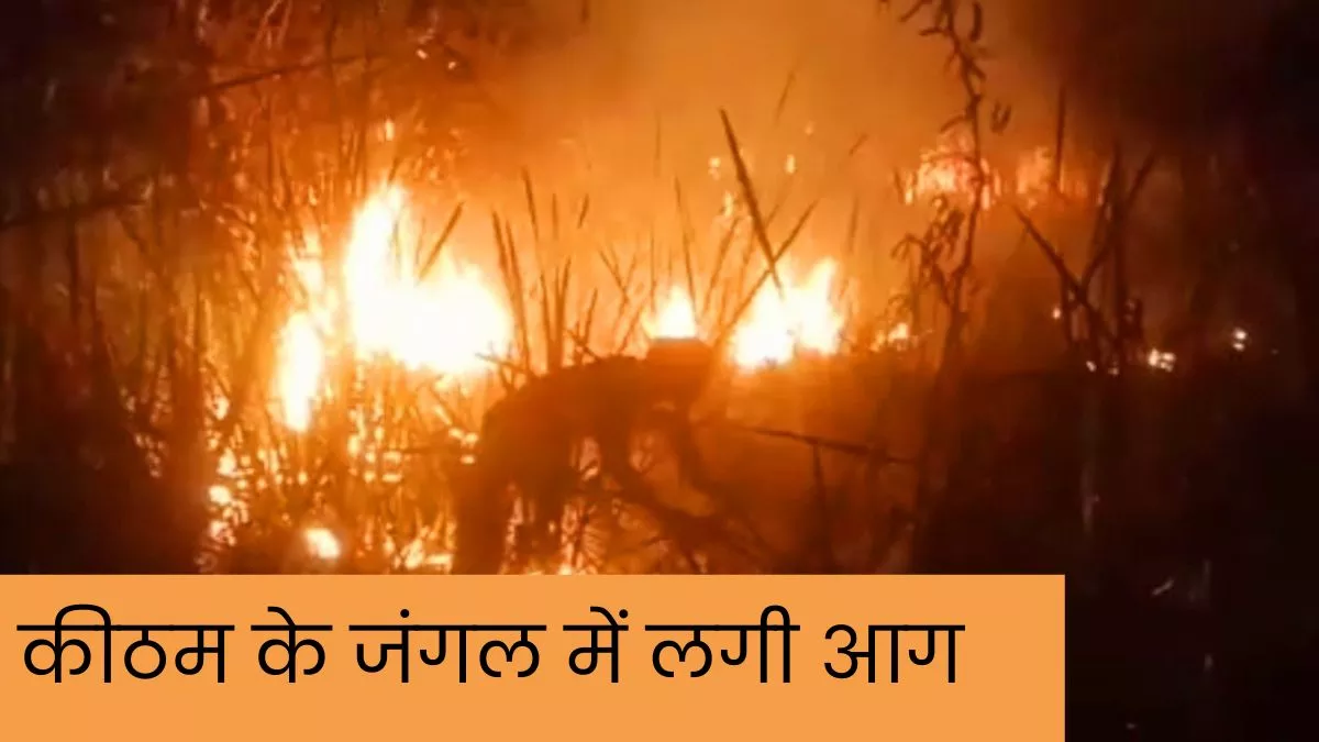 Fire In Agra: कीठम के जंगल में लगी भीषण आग, कई वन्य जीव हुए राख, सूखी घास जलाने से उठी चिनगारी ने मचा दी तबाही
