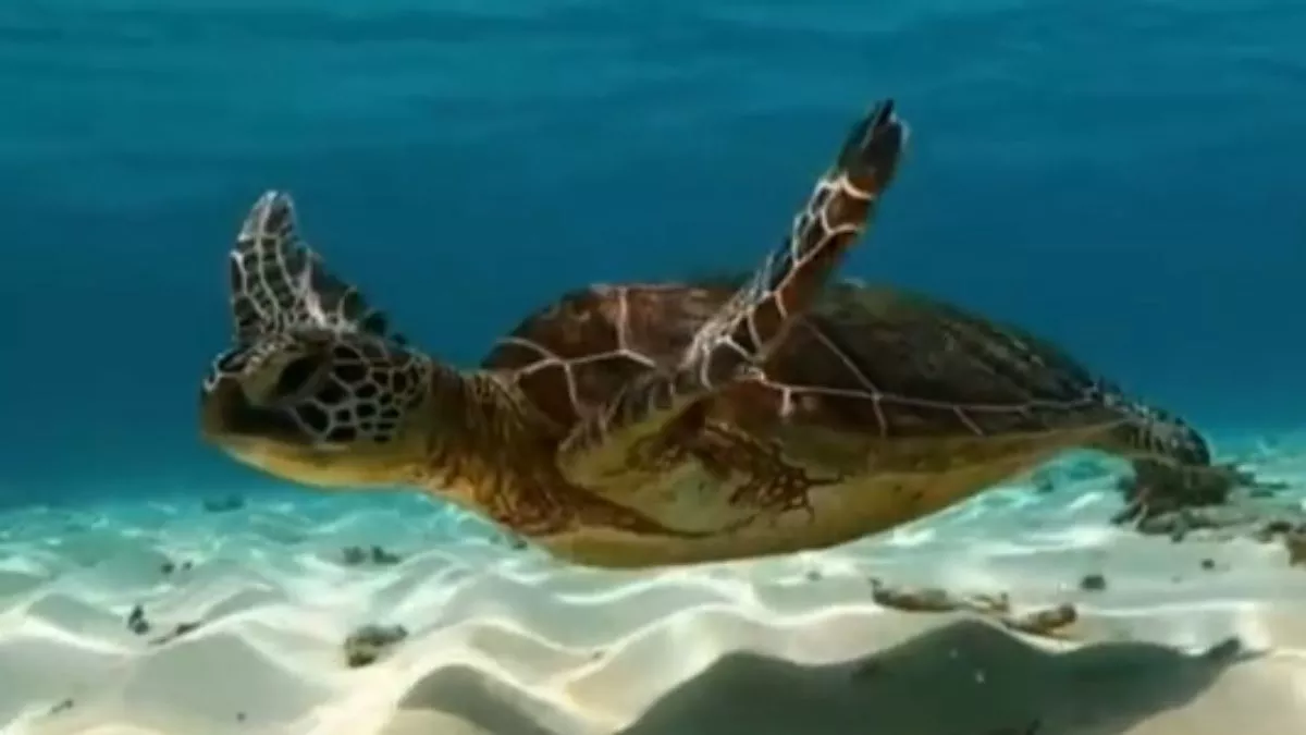 Viral Video : कछुए की तैराकी देख आप भी हो जाएगे Relax, वीडियो देख लोगों ने कहा- वाह! क्या स्पीड है