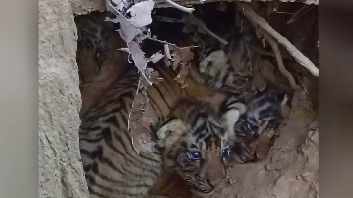 happiness atmosphere in rajaji tiger reserve tigress trapped in camera with her cub excitement in park administration