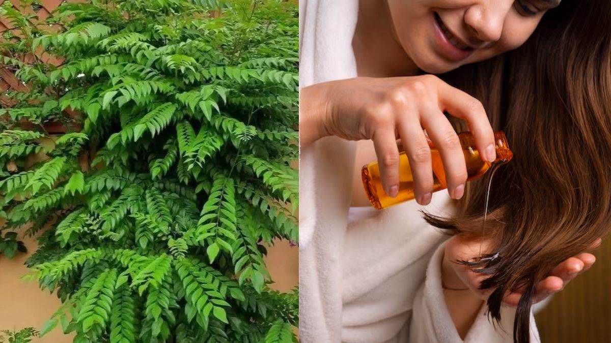 https://www.jagranimages.com/images/newimg/01062025/01_06_2025-curry_leaves_remedies_23952365.jpg