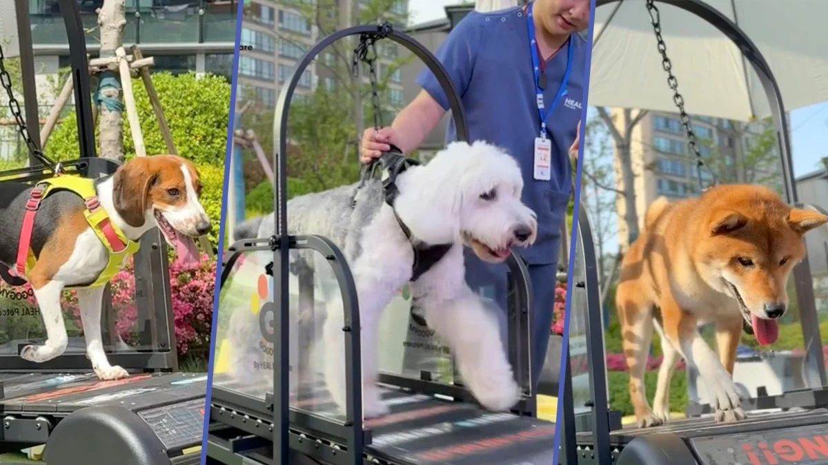 https://www.jagranimages.com/images/newimg/01062025/01_06_2025-dogs_gym_23952807.jpg