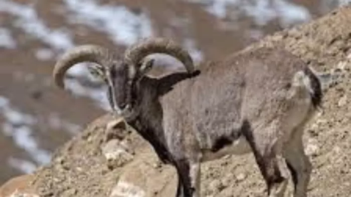 हिमालयन नेचर पार्क में बढ़ रहा है नीली भेड़ का कुनबा