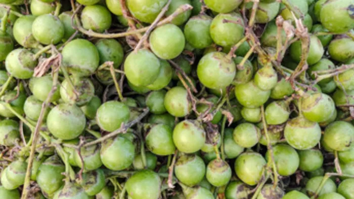साल में केवल दो महीने ही मिलता है यह अनोखा फल, गुणों से भरपूर होने के ...