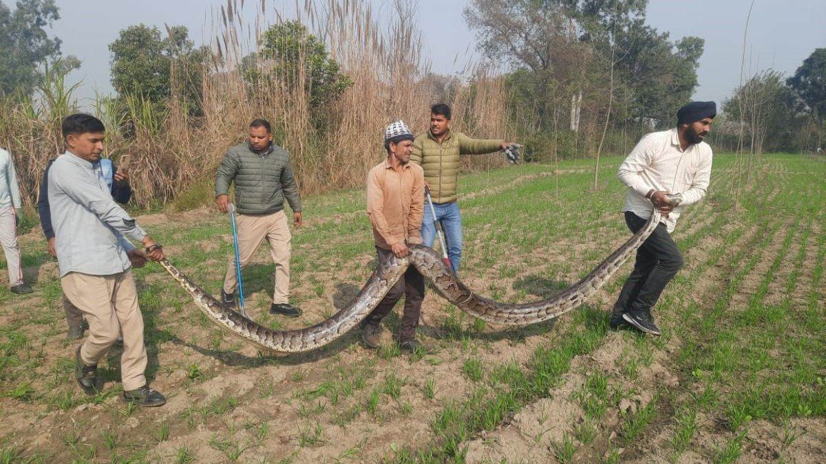 wildlife rescue in haridwar 7430 animals saved by forest team