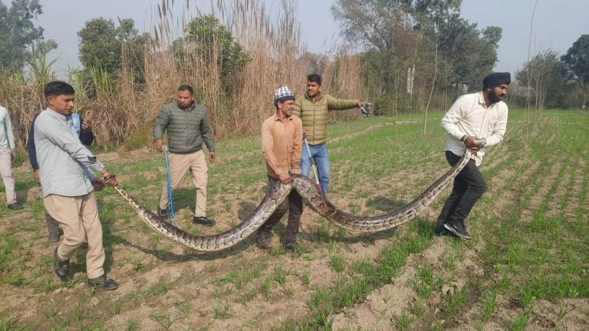 Haridwar Wildlife Rescue: आबादी के बीच पहुंचे वन्यजीवों को नया जीवन दे रही ये टीम, सूचना मिलते ही पहुंचती है तुरंत