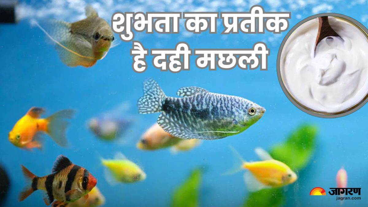dahi machli significance of saying dahi machli before auspicious work