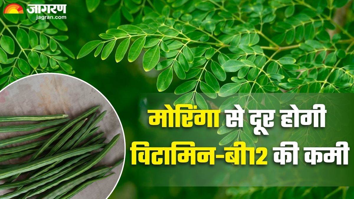vitamin b12 deficiency know how moringa can help you five ways to add in diet