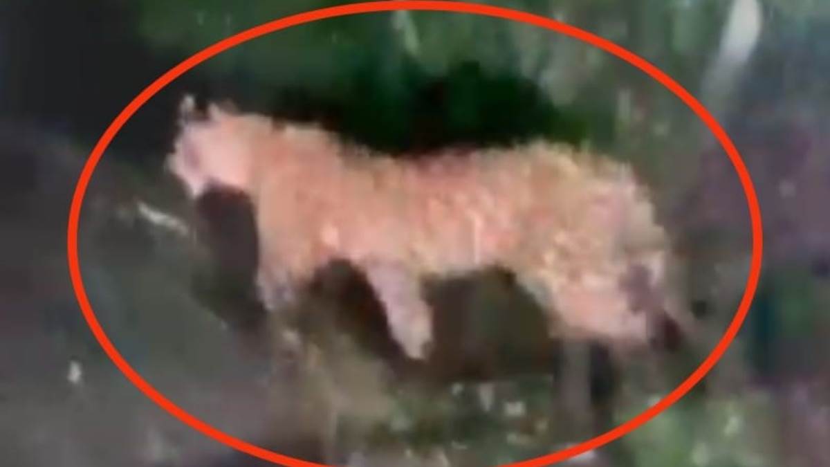 leopard scare in hapur herd sighted near canal forest dept on alert