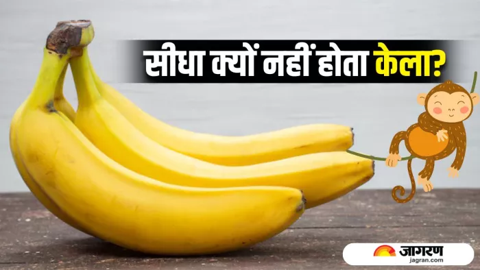 कभी सोचा है आखिर टेढ़ी ही क्यों होती है केले की शेप?(Image Source: Freepik)