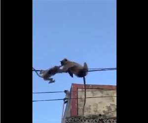 बंदर का बच्चा इठला-इठला कर इधर-उधर उछल रहा है।