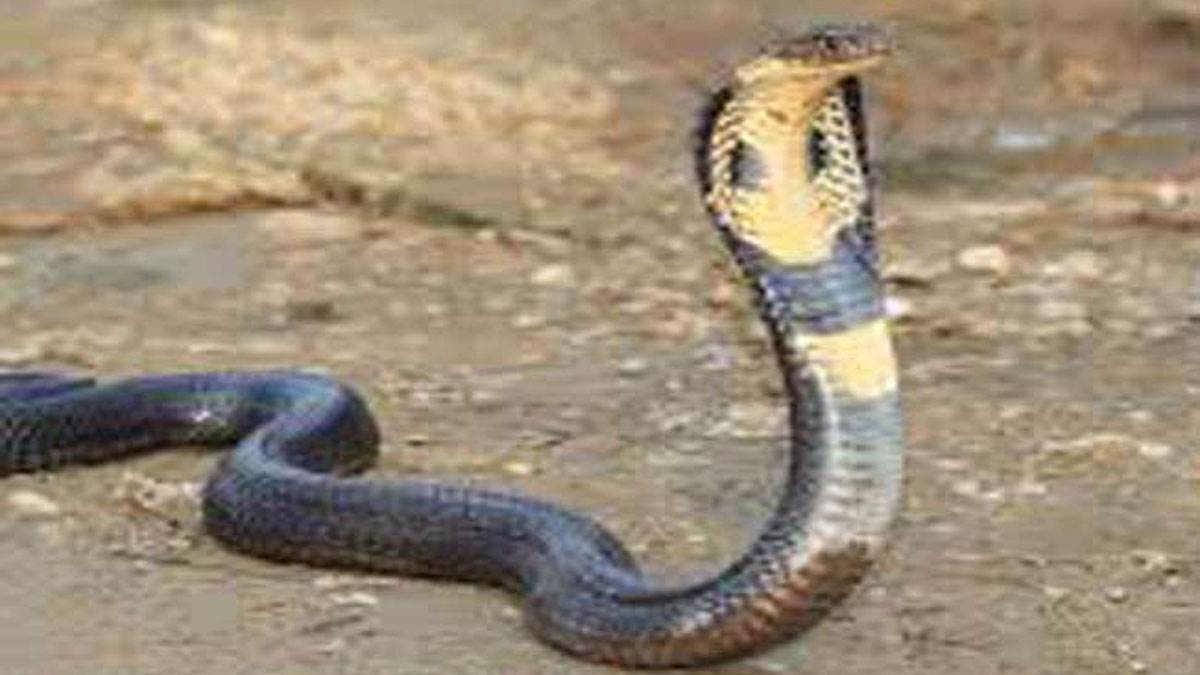 King Cobra in Nainital : पारिस्थितिकी तंत्र का अहम हिस्सा मानता है कोबरा। फाइल फोटो
