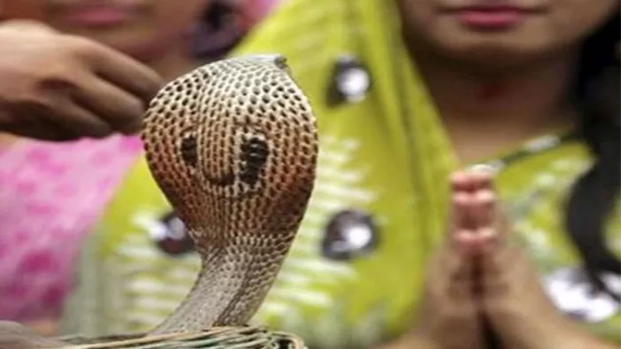 नाग पंचमी का दिन कालसर्प दोष से निदान पाने के लिए उपयुक्त माना जाता है।