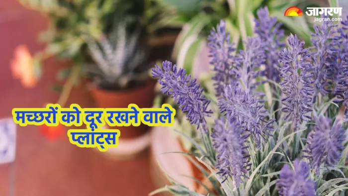 मच्छर भगाने वाले पौधे (Pic credit- freepik)