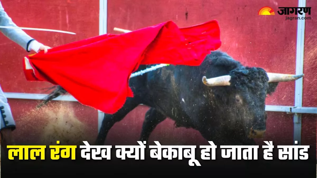 लाल रंग से क्यों नफरत करते हैं सांड? देखते ही भड़क जाने के पीछे हैं यह असल वजह