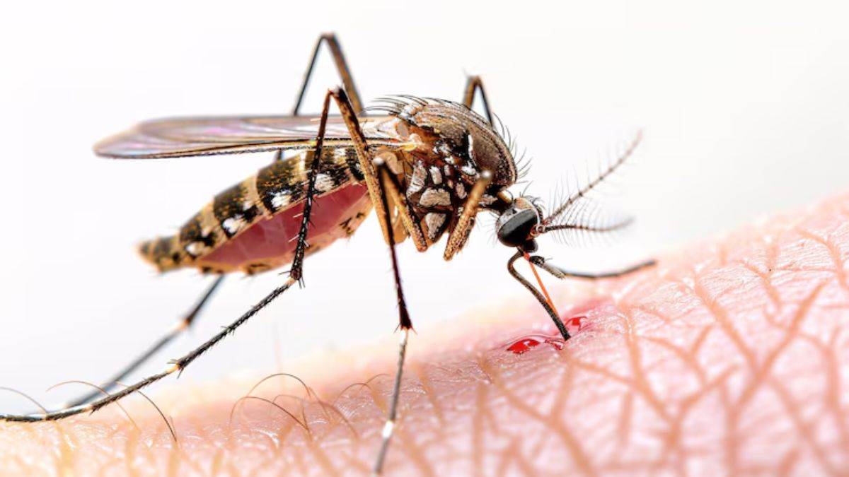 https://www.jagranimages.com/images/newimg/01082025/01_08_2025-dengue_malaria_24000368.jpg