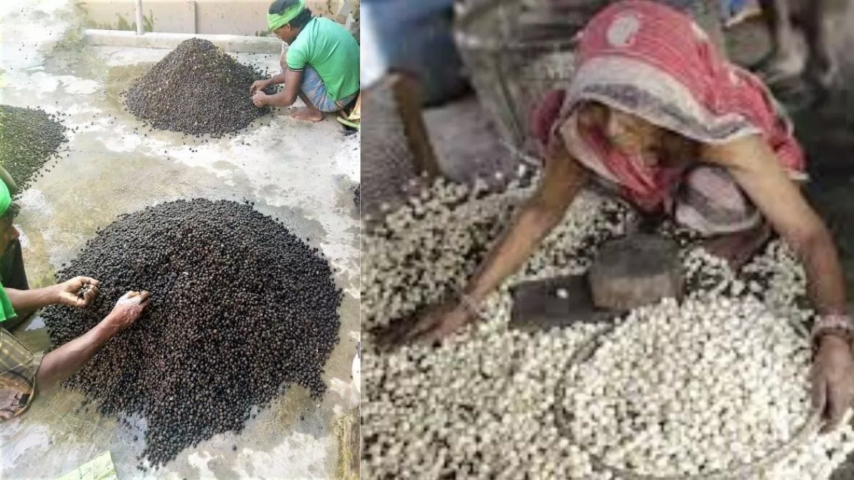 अमेरिकी टैरिफ से मखाना निर्यात पर संकट, खाड़ी देशों का रुख कर रहे भारतीय व्यापारी