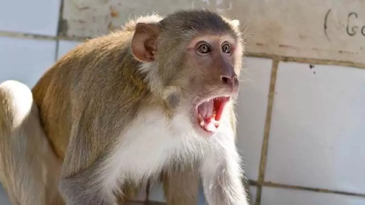 UP Monkey Attack: बंदरों का बढ़ रहा आतंक, चार महीने में 1122 लोग घायल