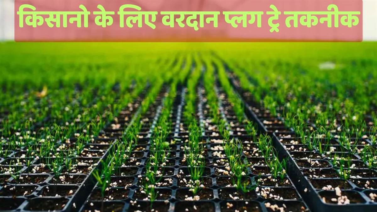 kanpur agriculture news plug tray method beneficial for farmers instead of traditional nursery method