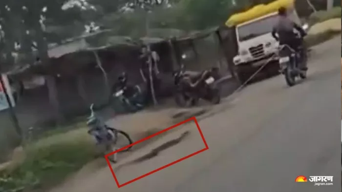 VIDEO: बाइक से अजगर को बांधा, फिर सड़क पर कई किलोमीटर तक घसीटा; वीडियो वायरल हुआ तो भड़के लोग