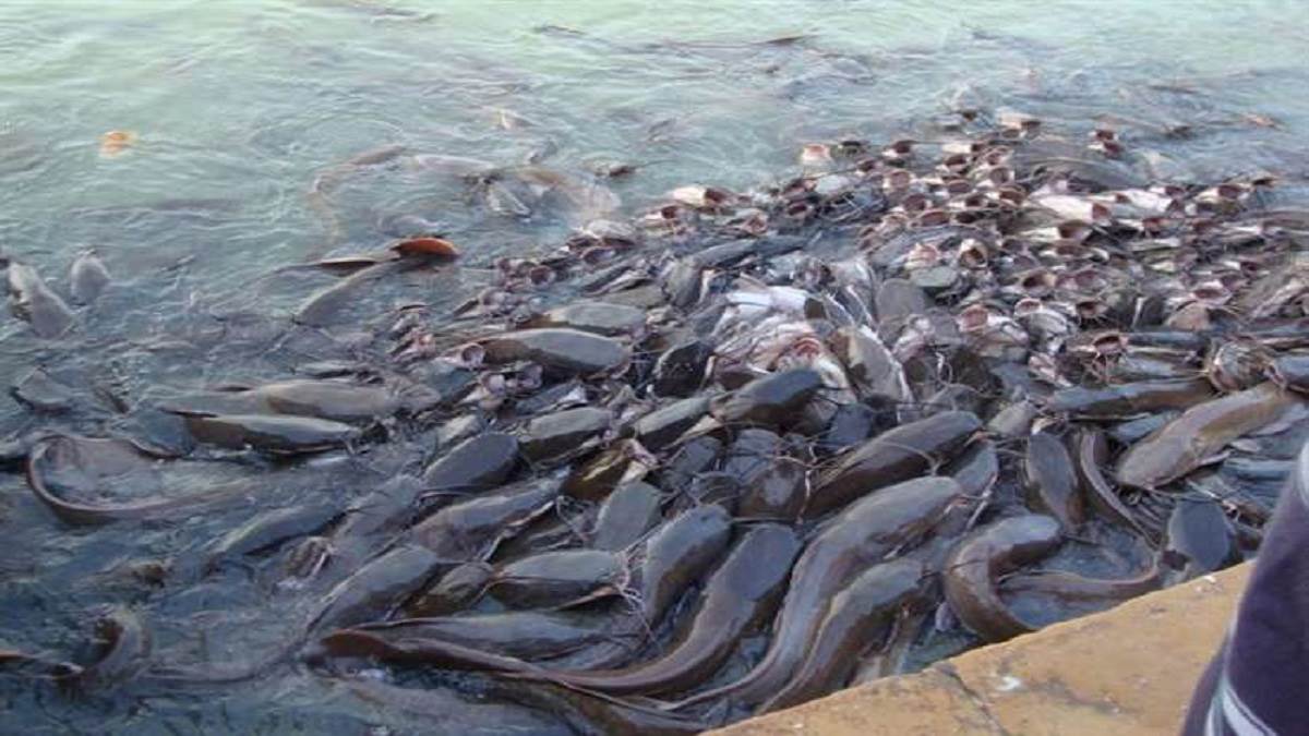 thai mangur fish is being sold in large quantities in lohardaga