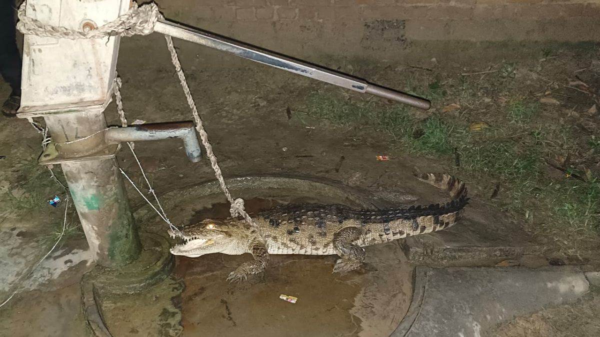 crocodile came out of the pond and came on the road in pilibhit created panic among the villagers
