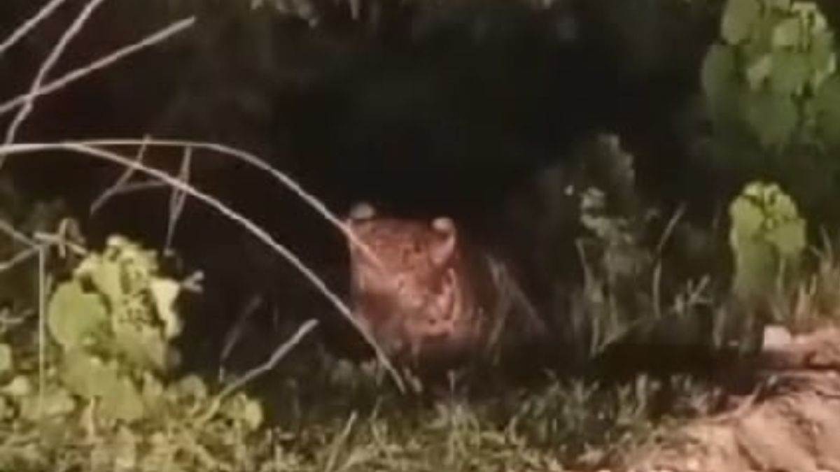 leopard in masvasi rampur panic in villagers