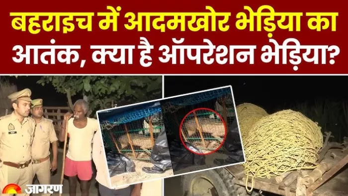 भेड़िए के खौफ से 20 फीसदी बच्चों ने स्कूल आना बंद कर दिया है।