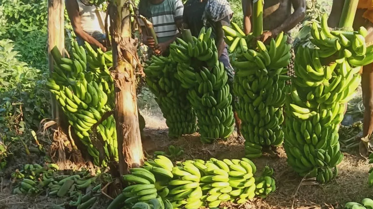 गोपालगंज में केला व पपीते की खेती से किसान दिखा रहे खुशहाली की रास्ता, खरीदारी के लिए खेत पहुंच रहे है व्यापारी