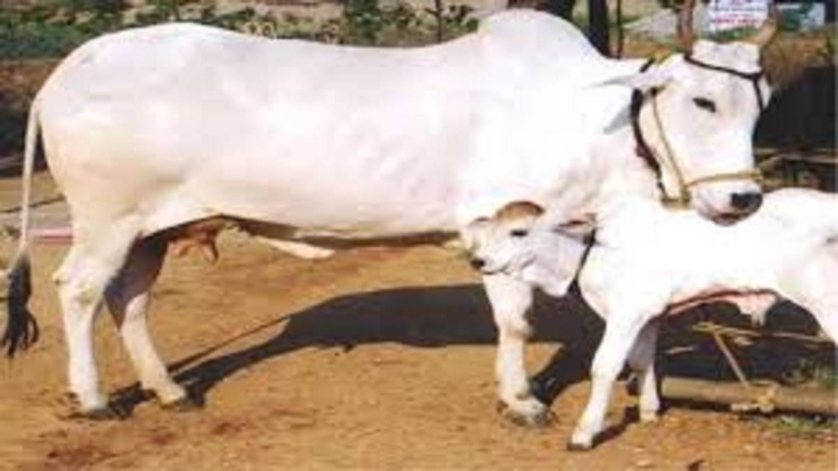 https://www.jagranimages.com/images/newimg/01092025/01_09_2025-cow_24032187.jpg