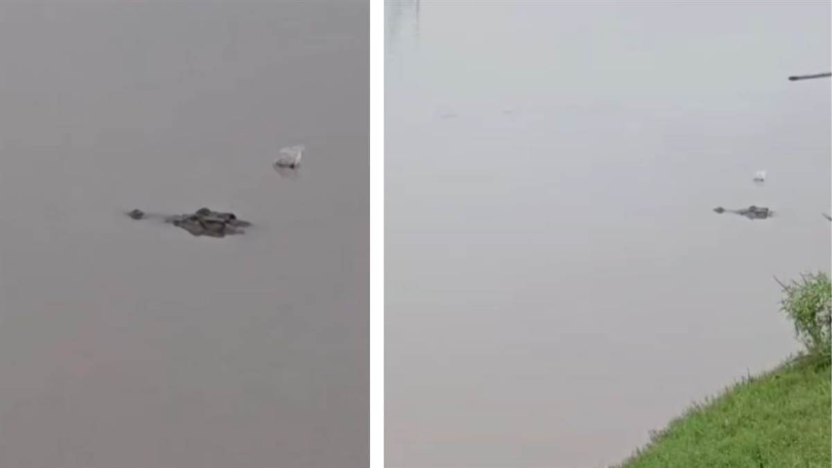 https://www.jagranimages.com/images/newimg/01092025/01_09_2025-crocodile_in_bidhanu_panki_canal_24032155.jpg