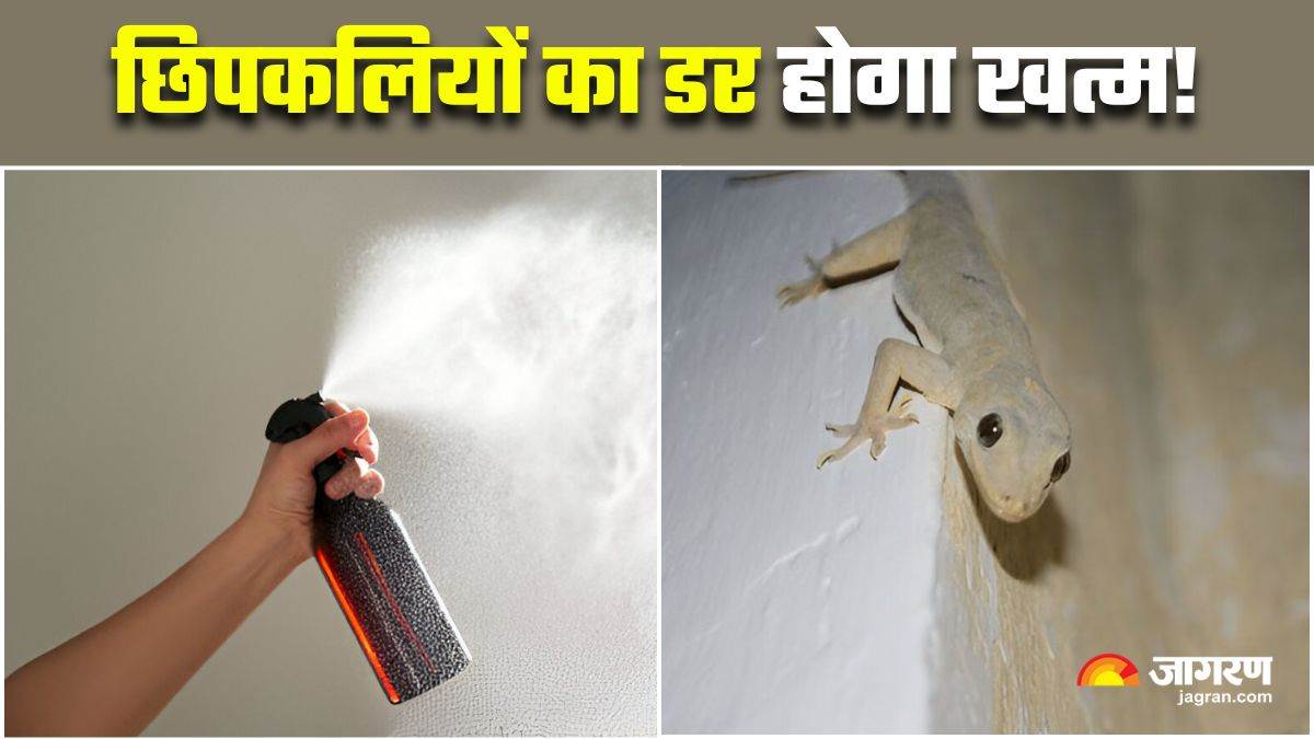 https://www.jagranimages.com/images/newimg/01092025/01_09_2025-how_to_get_rid_of_lizards_24032259.jpg