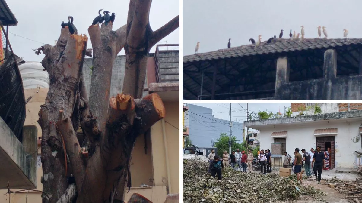 दया आई न शर्म… पीपल के पेड़ पर चलवा दी आरी, बसेरा बनाए पक्षियों के 300 बच्चों की मौत, वजह सिर्फ थी इतनी!